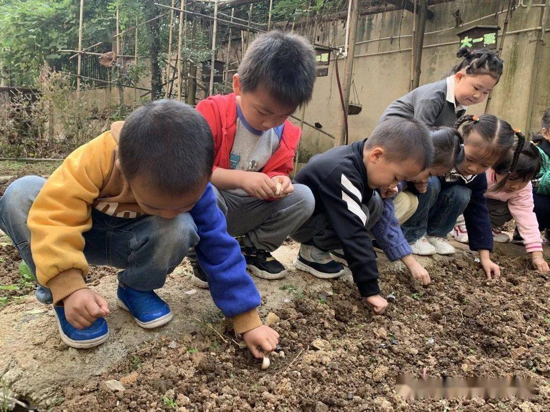 蔬菜种植记——恩雅幼儿园中二班自然课程活动实施之种植