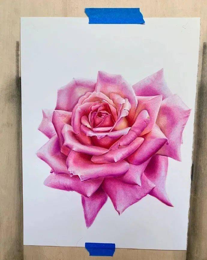 彩铅玫瑰 :绽放之美