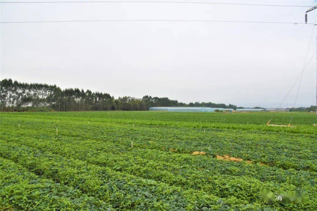 菜篮子工程①丨清城区波记蔬菜种植基地入选广东省菜篮子基地初评名单