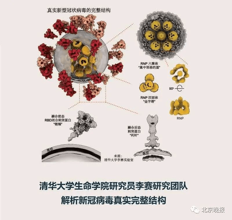 全球率先揭露新冠病毒真身 清华团队平均年龄不足28岁