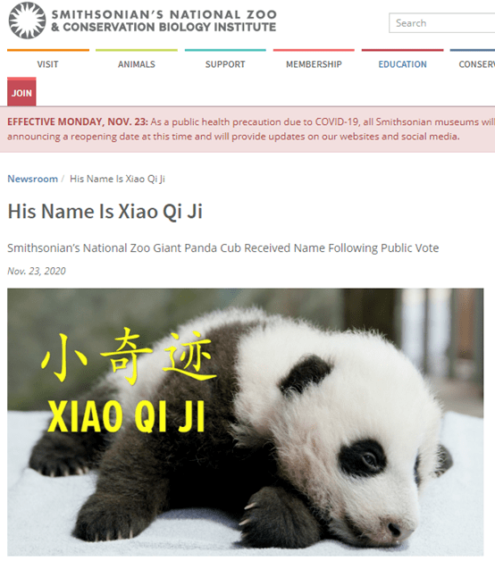 旅美大熊猫"美香"的新生宝宝有名字啦,这也太萌了吧?_手机搜狐网