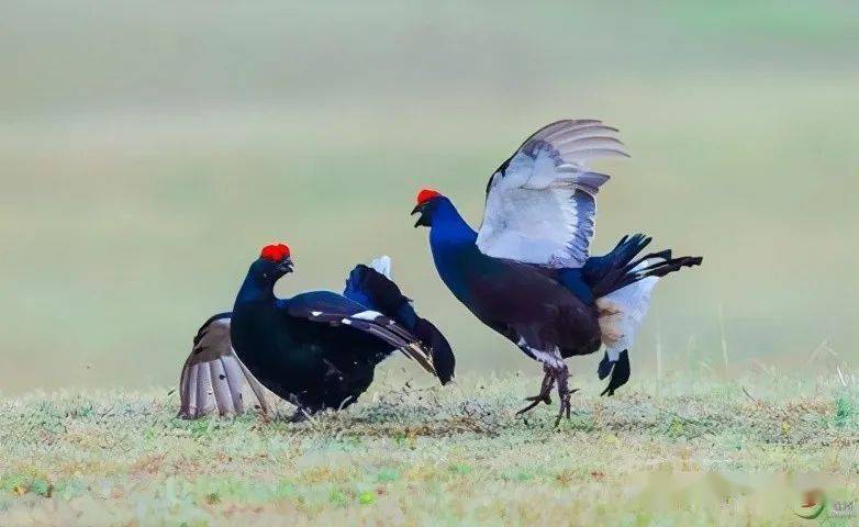 黑琴鸡:又叫黑鸡,黑野鸡,乌鸡等,是野鸡中体形中等的鸟类.