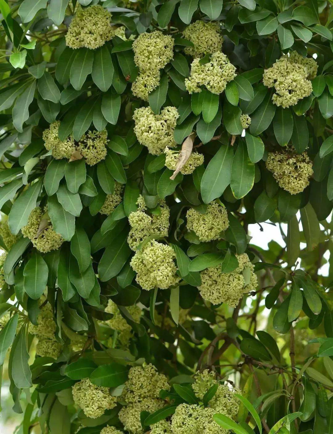 盆架子树花虽然所散发的气味较浓,但其产生的树液和气味主要用作抵抗