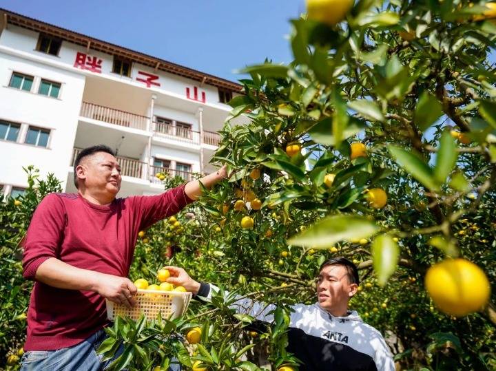 半月谈 | "中国柑橘城"里的小康足迹_忠县