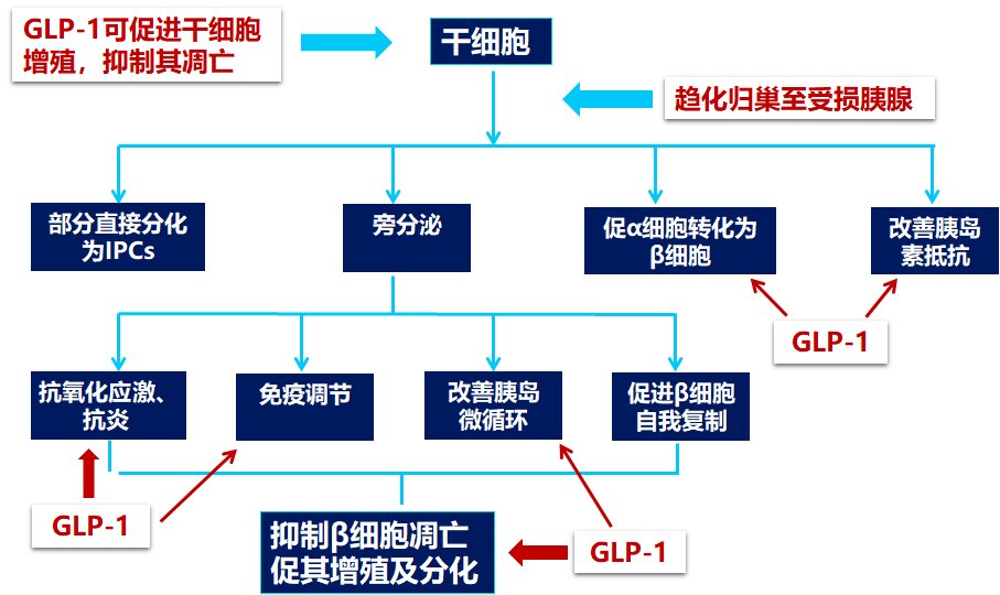 glp-1受体激动剂与干细胞在糖尿病治疗中的作用 cds2020