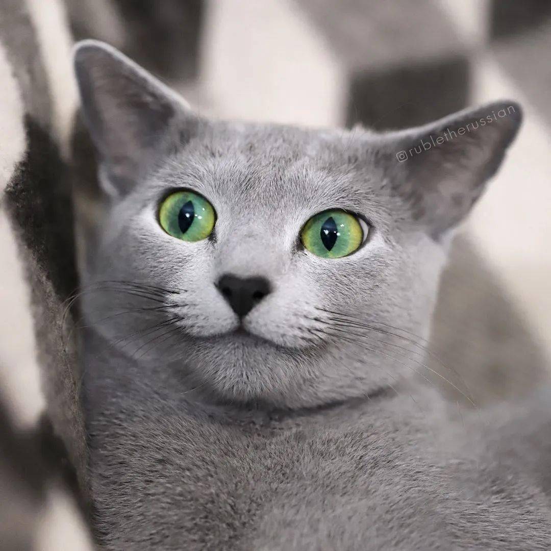 时移物换,恍如隔世 美国加州一只叫ruble的俄罗斯蓝猫,天生自带上扬
