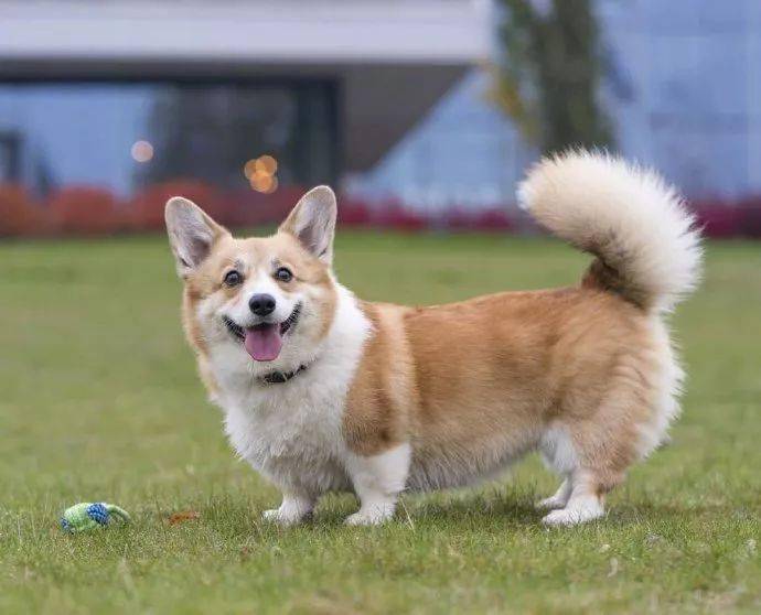 柯基犬最早其实是做牧牛犬的,当有牛不听话时,它们就会咬牛的脚,牛