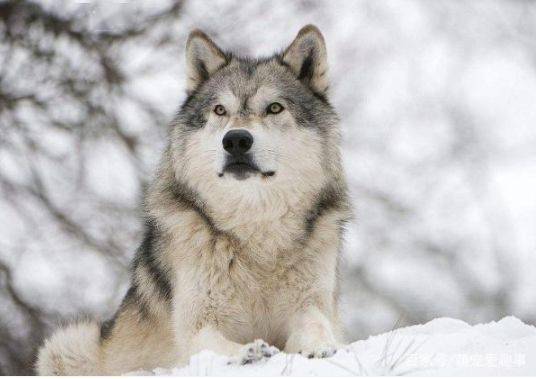 北美灰狼有多厉害北美灰狼可不可以猎杀大型棕熊
