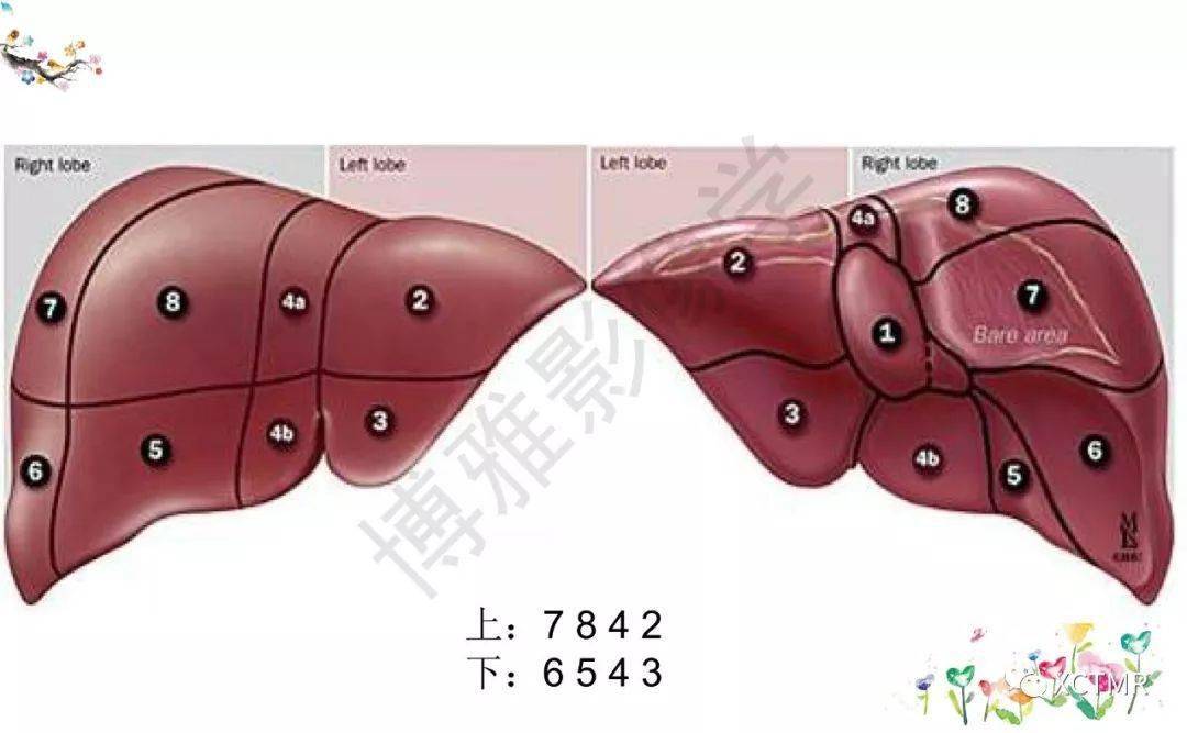 收藏丨肝脏分叶分段的影像解剖