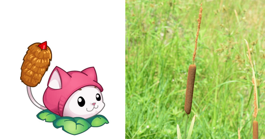 左:植物大战僵尸里的cattail;右:香蒲花序(图片来源:秋西)香蒲真正有