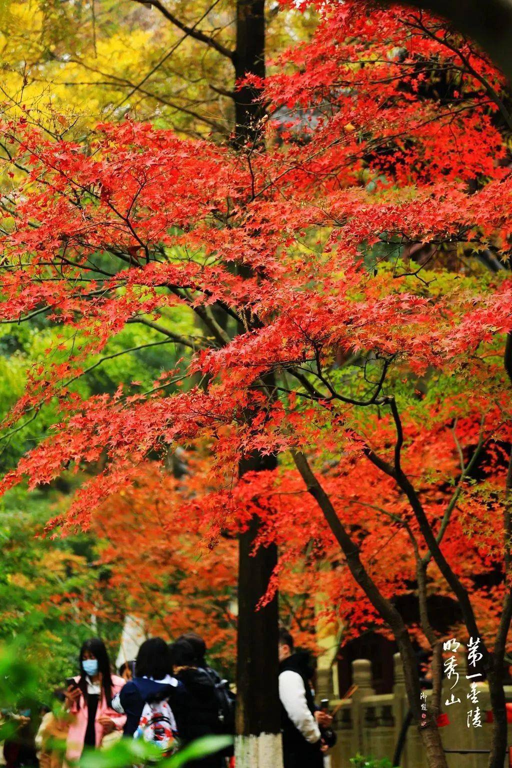 栖霞山枫叶正当红,最佳赏枫点是