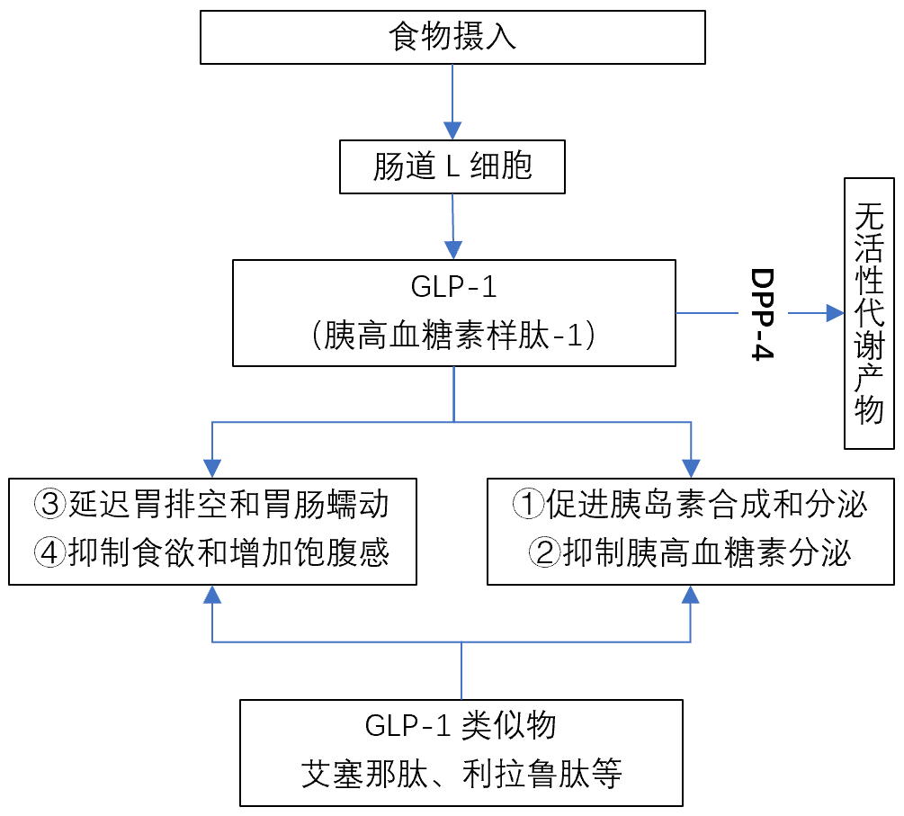 利拉鲁肽艾塞那肽度拉糖肽利司那肽贝那鲁肽之间的区别