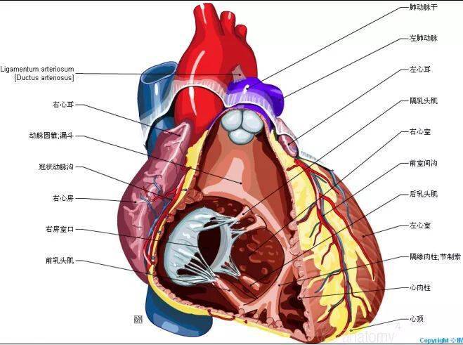 67史上最全心脏解剖图值得收藏