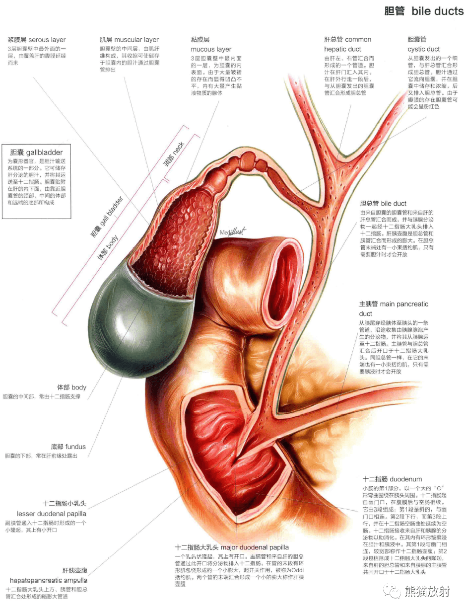 人体图谱丨消化系统腹膜腹腔肝胆胰