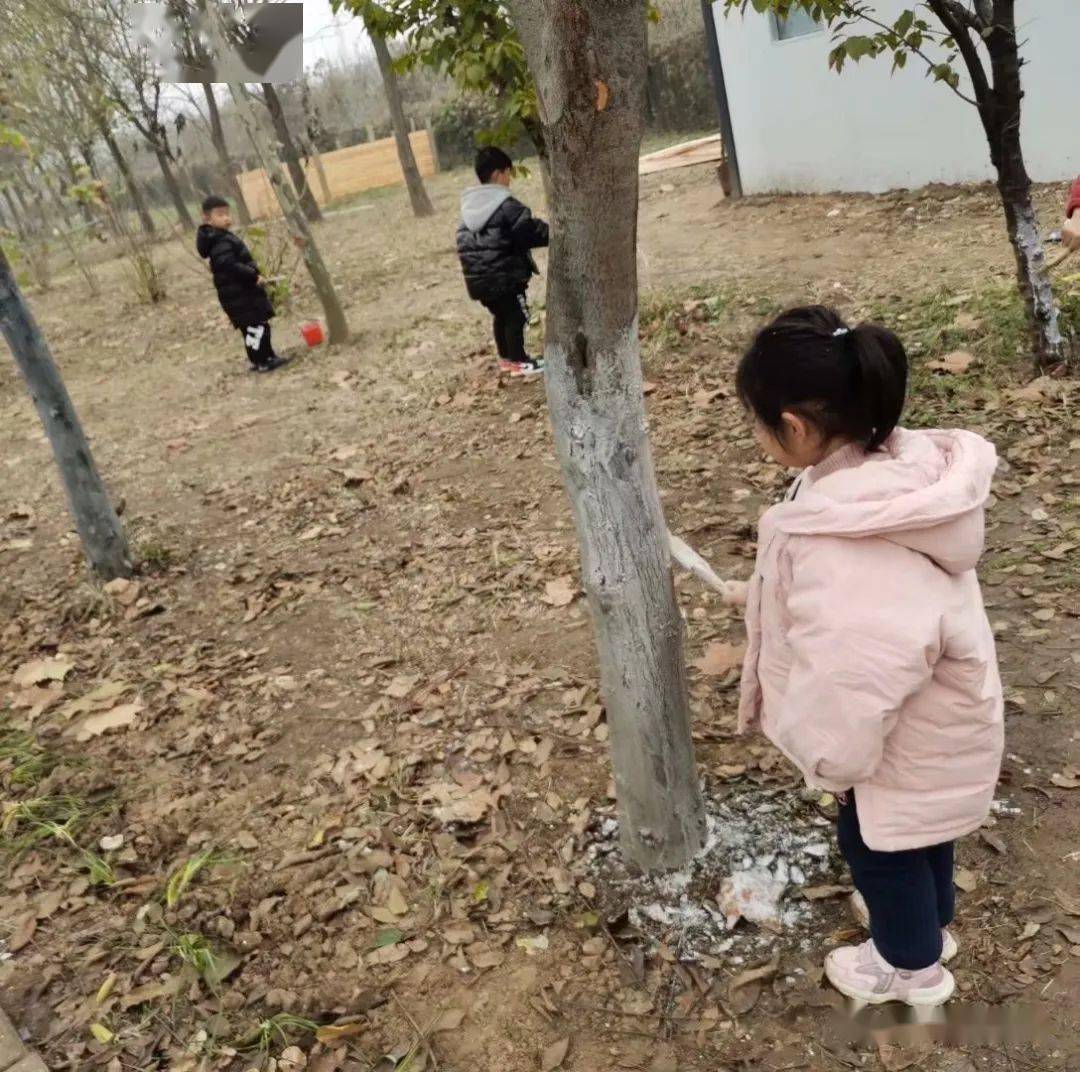 自然教育|在寒冷冬日,帮树木过冬