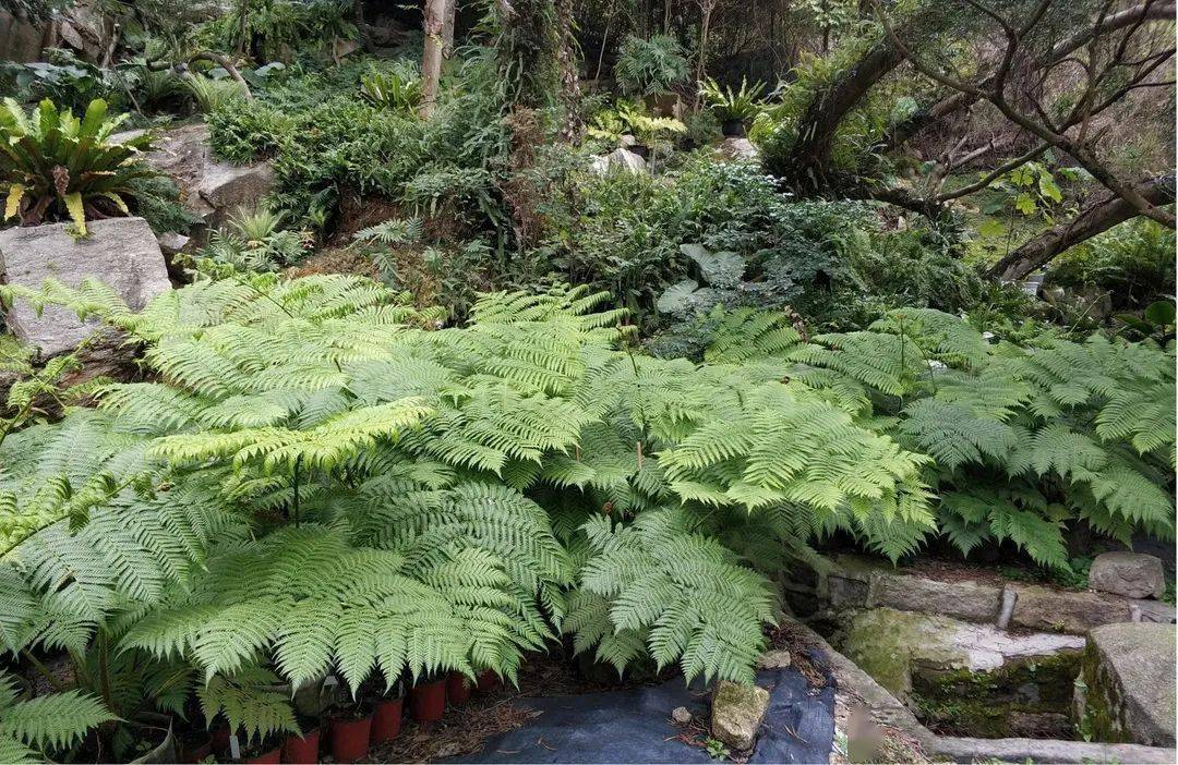 植物界的“活化石”，恐龙灭绝了，它还很好地活着...