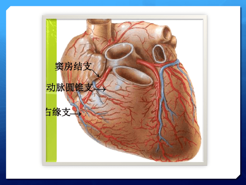 本课程介绍了心脏冠脉的解剖及的心肌血供区域,结合心脏超声,为临床