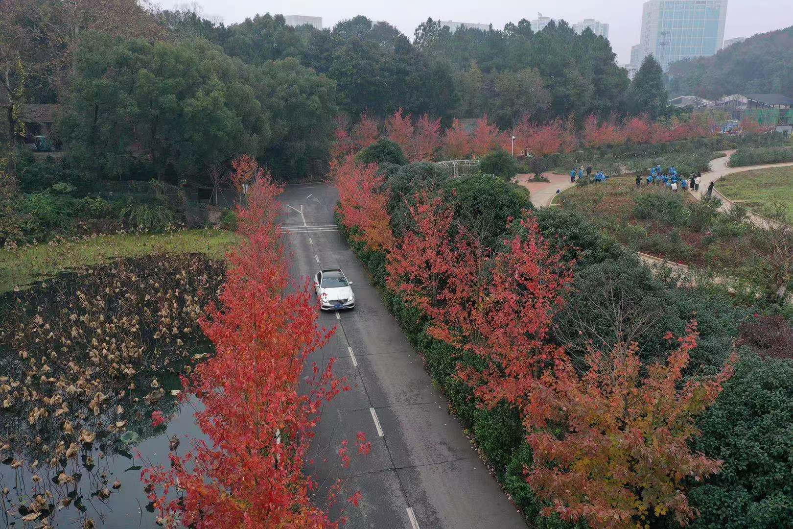 湖南省植物园的北美红枫已经变红啦，快来打卡
