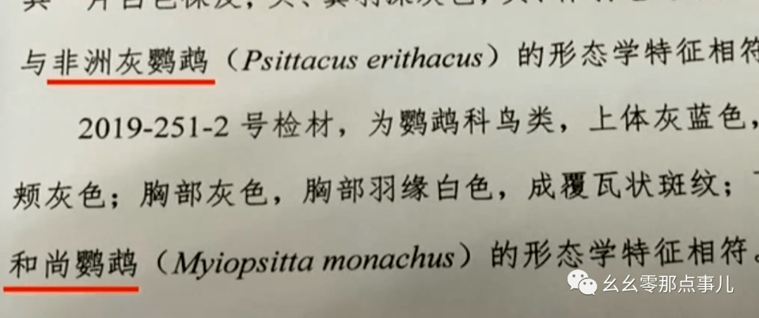 鹦鹉的简谱_鹦鹉卡通图片(2)