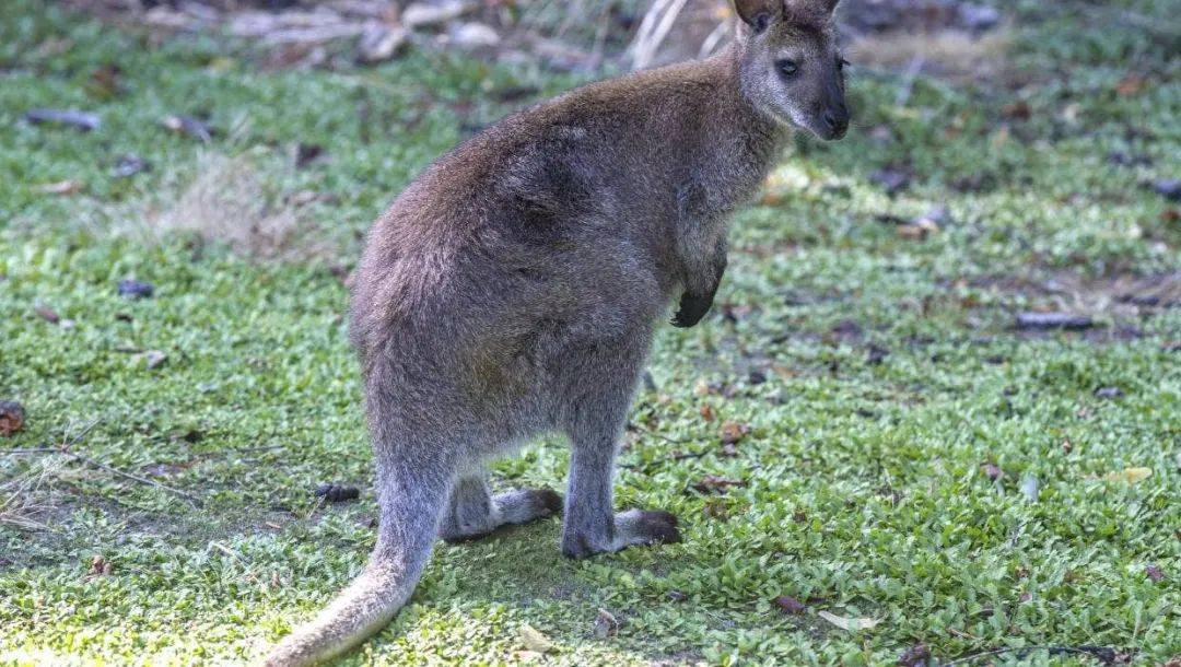 新西兰竟有袋鼠出没?官方鼓励农民捕杀,还有野兔也泛滥了