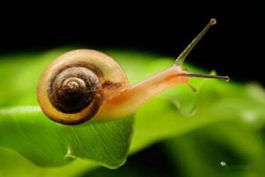 蜗牛的眼睛像什么东西 44b4213b6c16416e83aa3978133aca66.jpeg