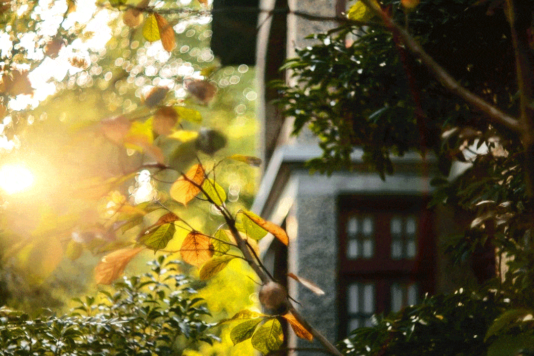落叶不扫思南路|听,脚下的梧桐落叶,是时光深处的