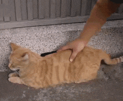 有时候摸猫咪的背部,它为什么要翘屁股?_屁屁