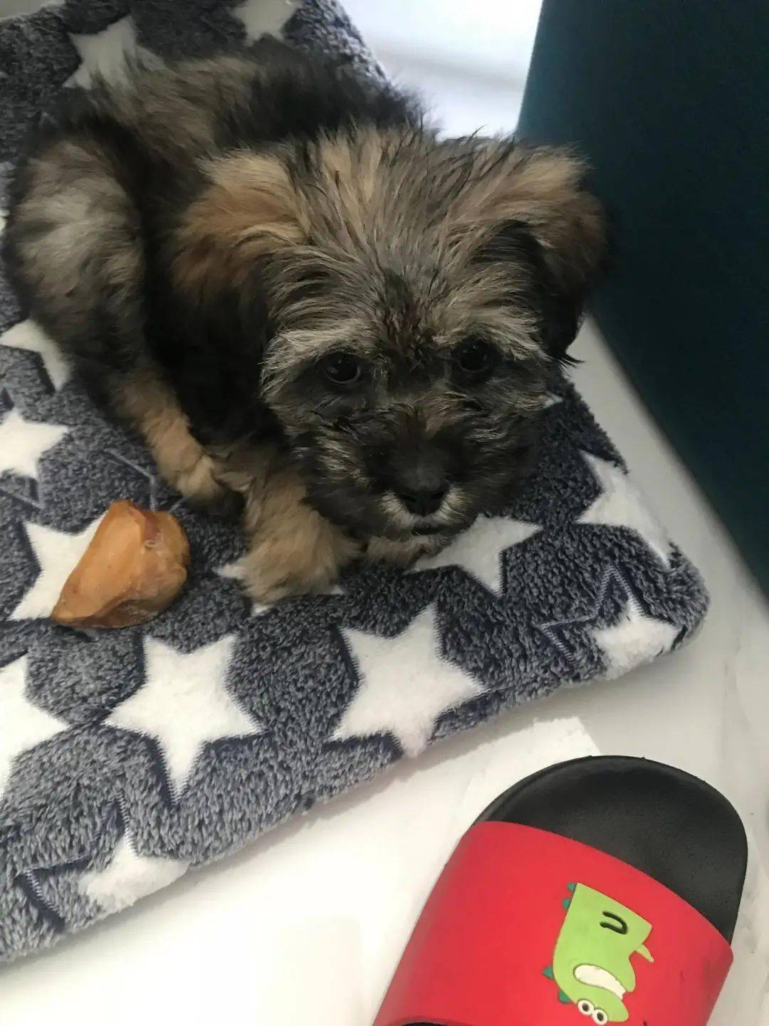 狗狗的视频大全中文 06e997467f9b44d1b97e76e38d5f27cf.jpeg