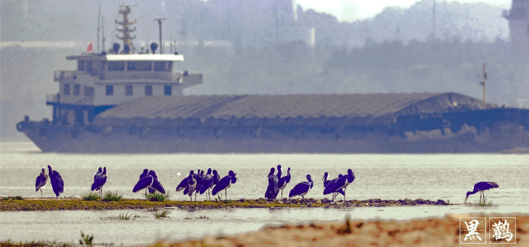 五大观鸟地赏鸟指南_湿地