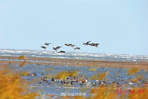 湿地生态美，万鸟来“点赞”，福州闽江河口迎来最佳观鸟季