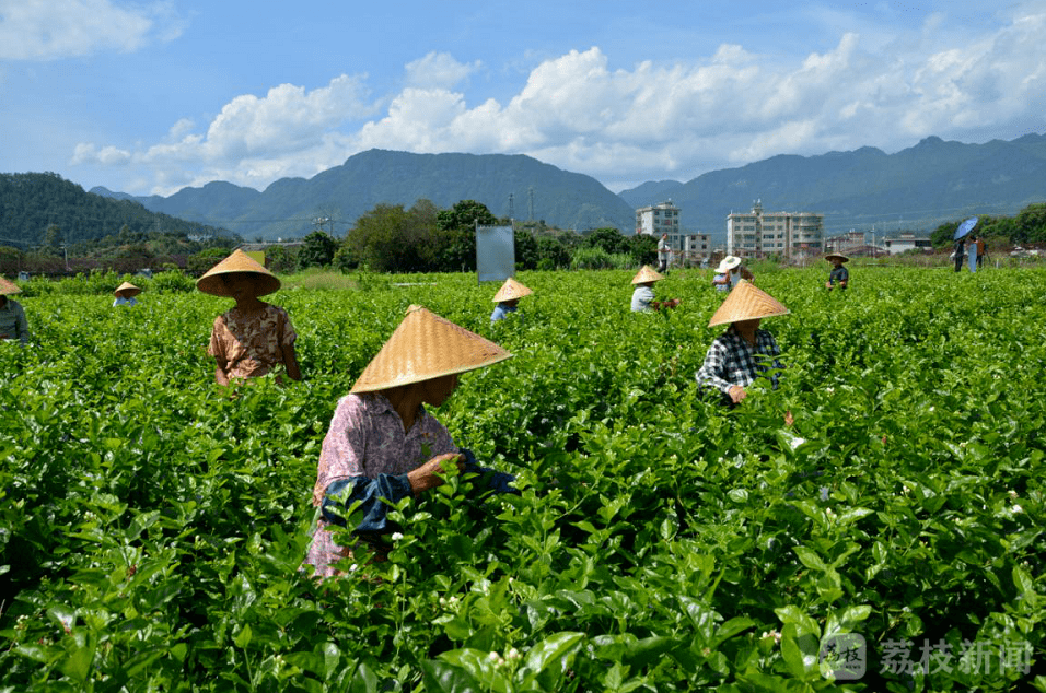 一朵茉莉花的孕育与裂变