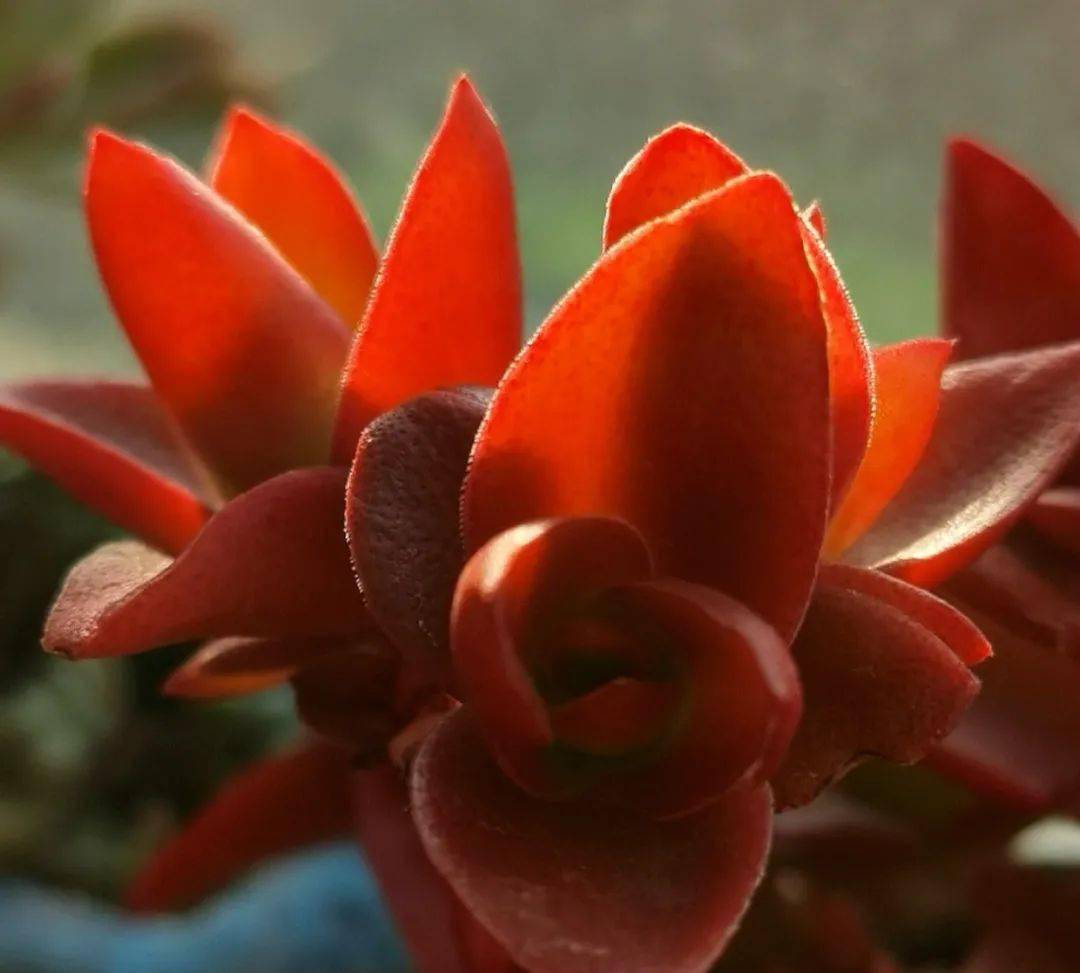 一点红怎么使用 2b9d447bacea430293e503414a55b6b4.jpeg