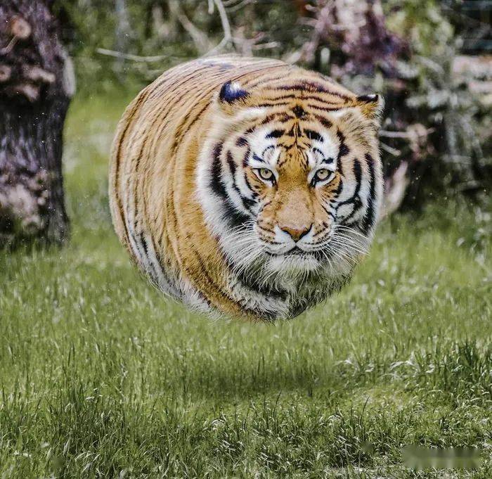 
如果这个星球上的所有动物都是胖胖的 他们会是什么样子？“bsports必一体育”(图9)