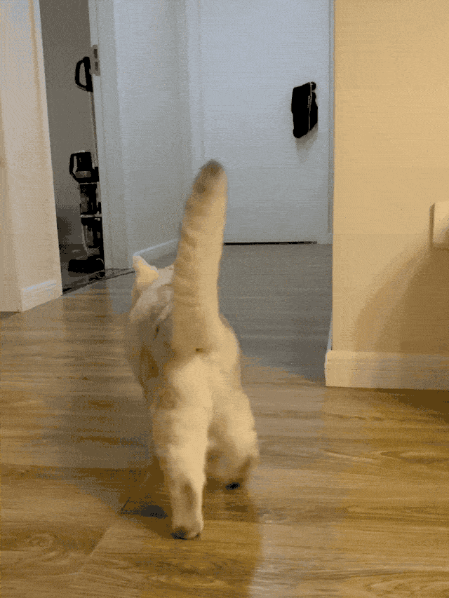 640_853竖版 竖屏gif 动态图 动图