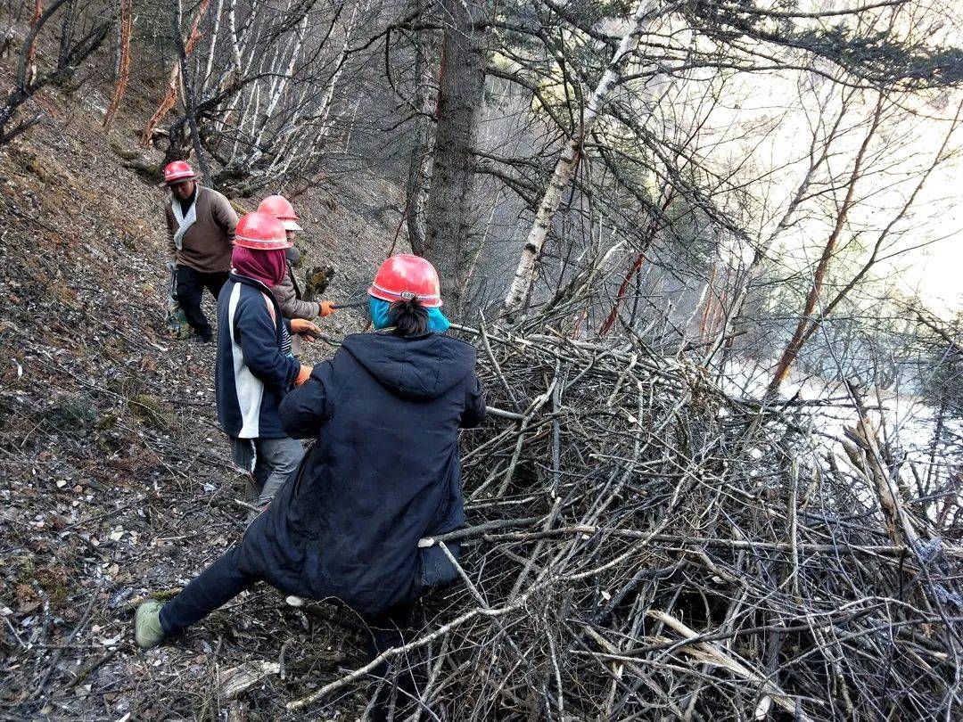 【森林草原防灭火】打造"防火隔离带"构筑森林防火屏障