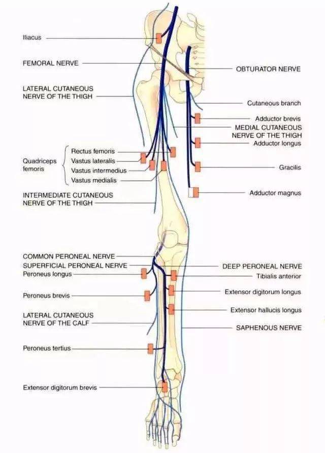 下肢神经的组成及走行汇总轻松搞定腰腿疼