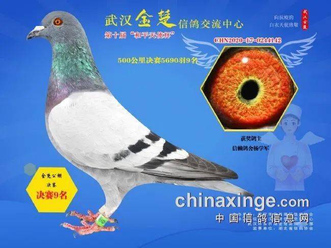 信鸽电影免费完整版 bcabff7d82e844e0a5bdfa98d56c0acd.jpeg