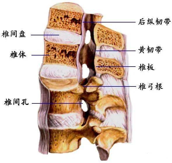 后壁:椎板,黄韧带侧壁:椎弓根,椎间孔前壁:椎体,椎间盘,后纵韧带椎管