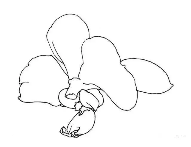蝴蝶兰外貌描写怎么写