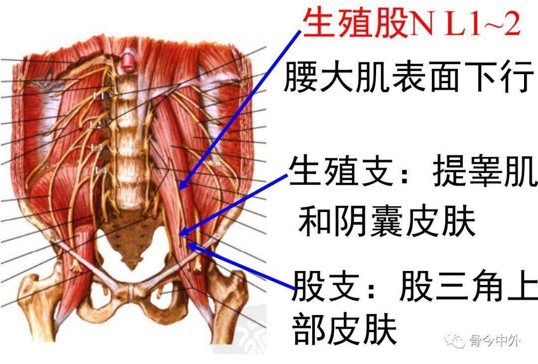 下肢神经的组成及走行汇总轻松搞定腰腿疼