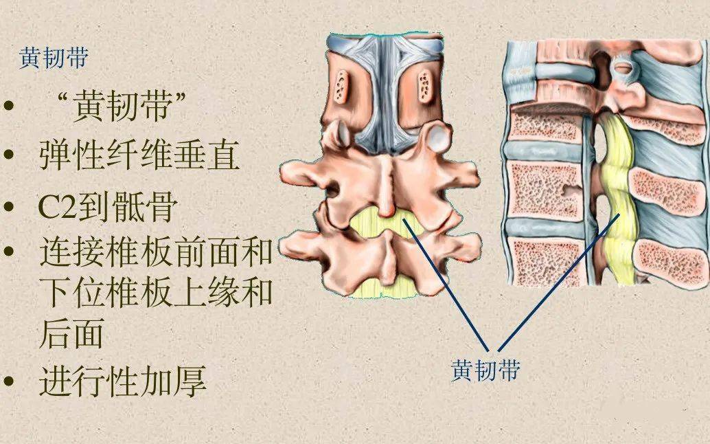 脊柱超详细解剖高清图文版