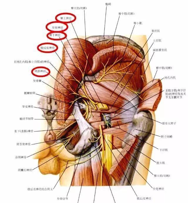 下肢神经的组成及走行汇总轻松搞定腰腿疼