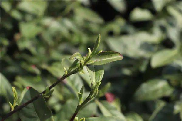 信阳毛尖改名背后：上市20年频换马甲 连续多