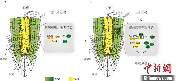 分子|有助减少农作物化肥使用 中国科学家发现“豆科植物共生固氮的秘密”