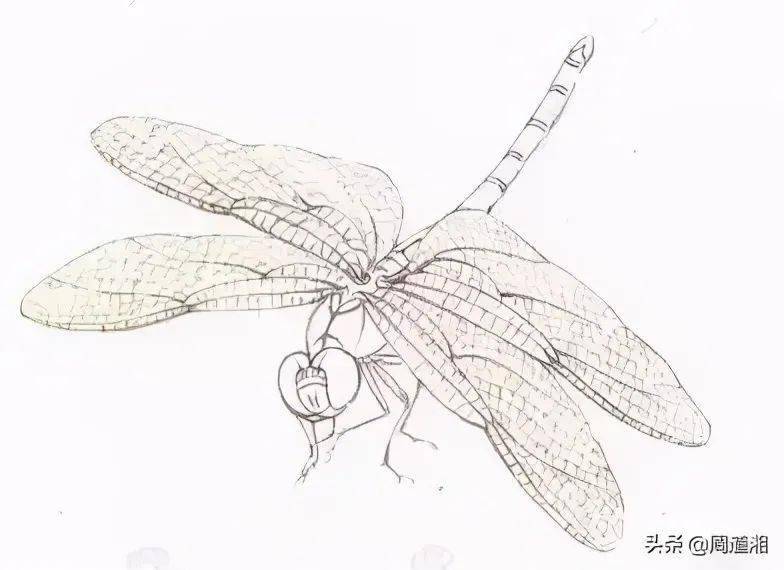 技法| 工笔画草虫之--蜻蜓画法