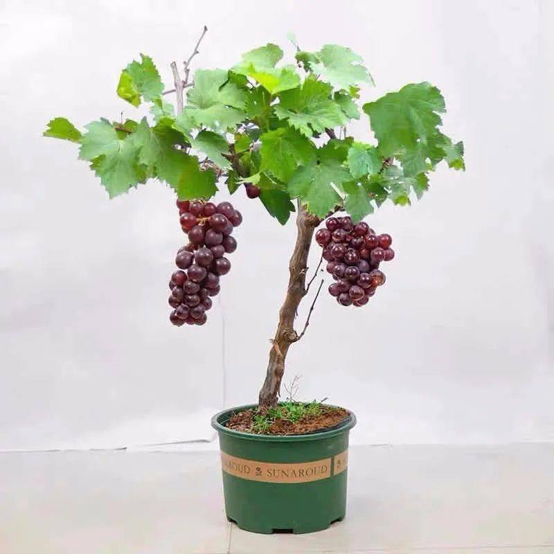 适合种在院子里的小型矮果树 77f2cd435b4547cab645c3b114357239.jpeg
