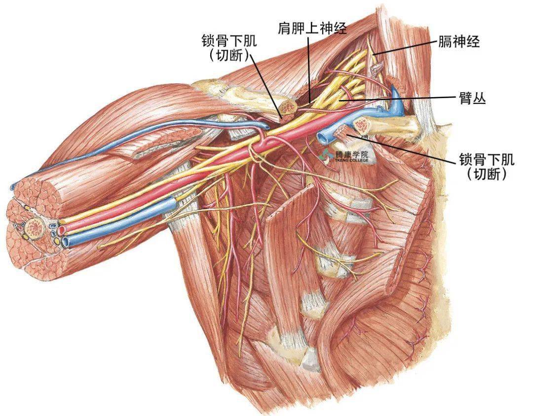 发自锁骨下动静脉的肩胛背动静脉横跨中,下干,并在上干的股部发出分支