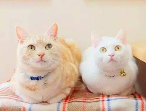 猫咪害怕的时候会母鸡蹲吗 8bd50b2875734fa6962fe28c5042df6c.jpeg