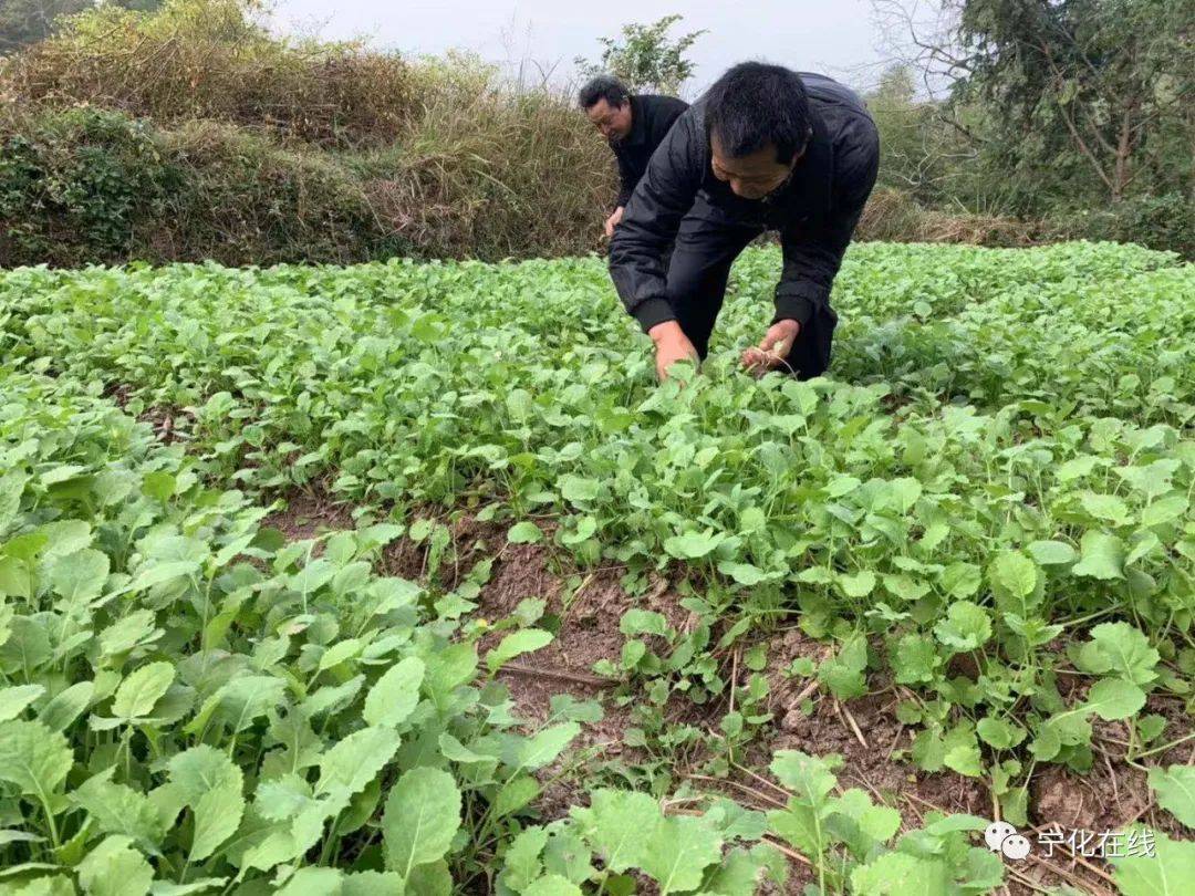 作为淮土镇油菜种植示范村,大王村向农户统一提供种子和肥料,并针对