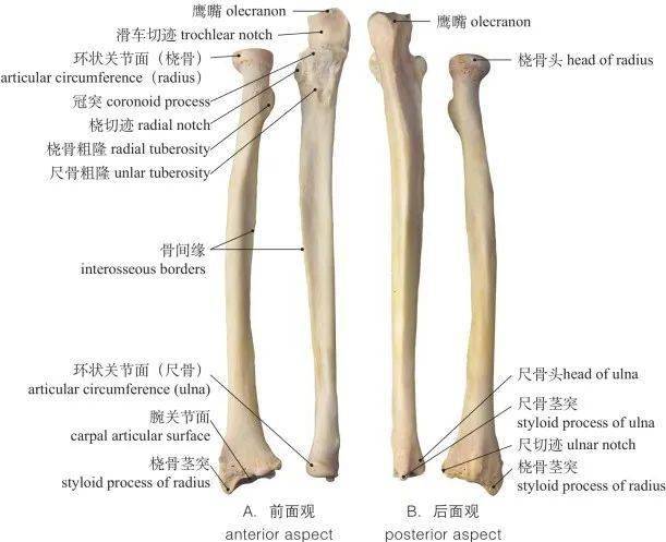 图1-36 桡骨和尺骨 radius and ulna